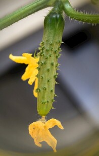 黄瓜花特写