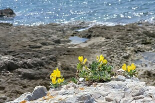 海边岩石上的黄色小花