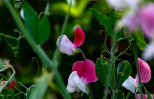 娇艳豌豆花绽放于绿野
