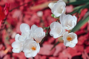 白色番红花绽放于红背景