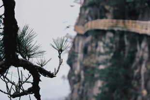 悬崖边的松与悬空栈道