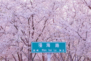 春日樱花路牌美景