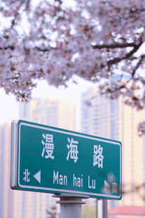浪漫樱花下的漫海路标