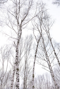 冬日白桦林雪景