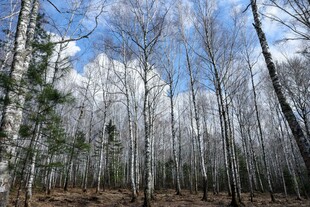 冬日白桦林美景