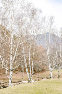 冬日白桦林风景