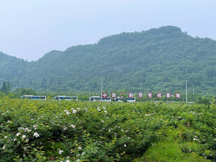田园玫瑰园