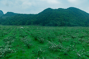 绿野青山间的自然美景