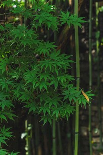 翠绿竹林
