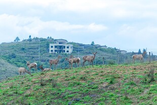 山坡上的牛群与远处建筑