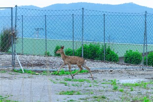 野外奔跑的小鹿