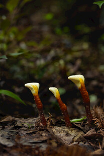 野外三株奇特菌类植物