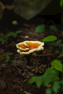野生蘑菇
