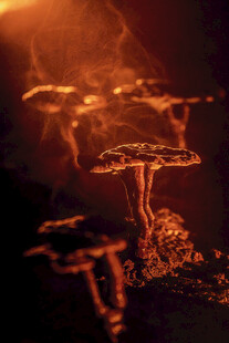 梦幻蘑菇云特效场景