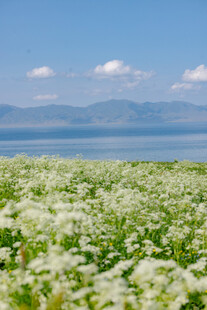 湖畔白花盛放的美丽景致