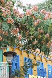 蓝黄小屋旁盛开的繁花