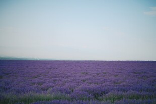 紫色薰衣草花海美景