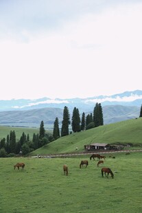 草原牧场景色