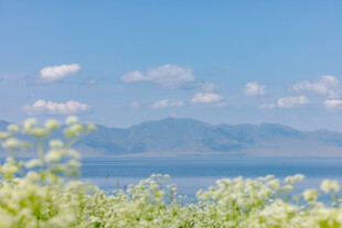 湖畔黄花与远山美景