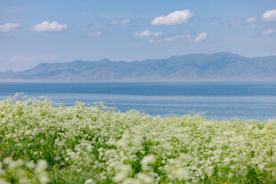 湖畔白花盛放的美丽景致