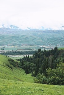 翠绿山坡间的葱郁森林