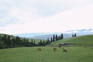 草原牧场景色