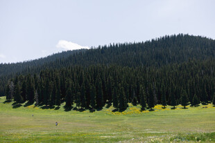 草原森林美景