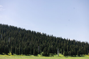 青山翠林
