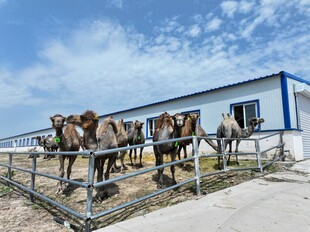 骆驼站在围栏旁的建筑边