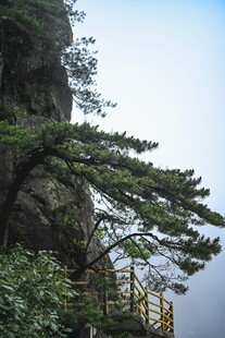 悬崖边的苍松