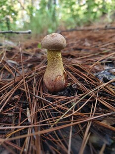 林间小蘑菇