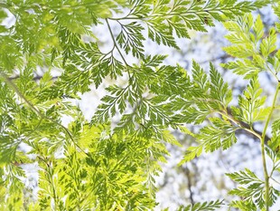 翠绿枝叶展现自然生机