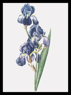 蓝色鸢尾花手绘插画