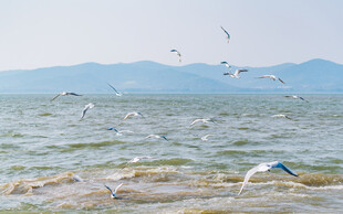海边群鸟翱翔的美丽景致