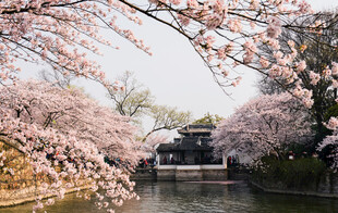 湖畔樱花与古亭美景