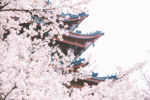 樱花簇拥下的中式古建筑