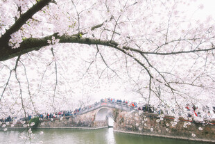 湖畔樱花绽放美景