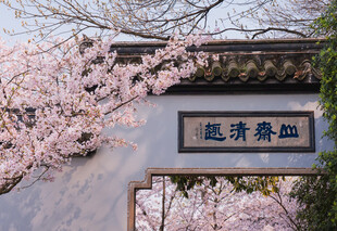 无锡鼋头渚樱花盛开