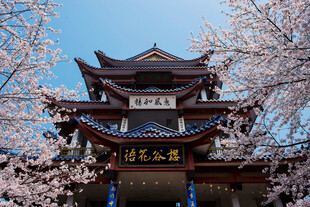 樱花映衬下的中式古建筑
