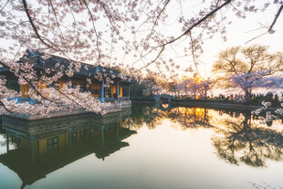 鼋头渚樱花