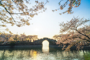 无锡鼋头渚樱花