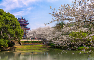 无锡鼋头渚樱花谷美景