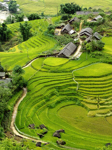 翠绿梯田中的乡村美景