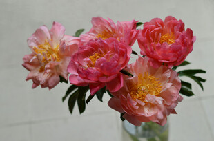 粉色芍药插于透明花瓶
