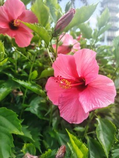 木槿花