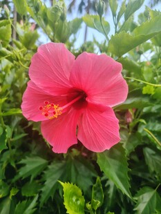 木槿花
