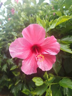 木槿花