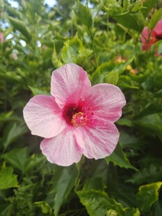木槿花