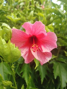 木槿花