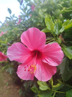 木槿花